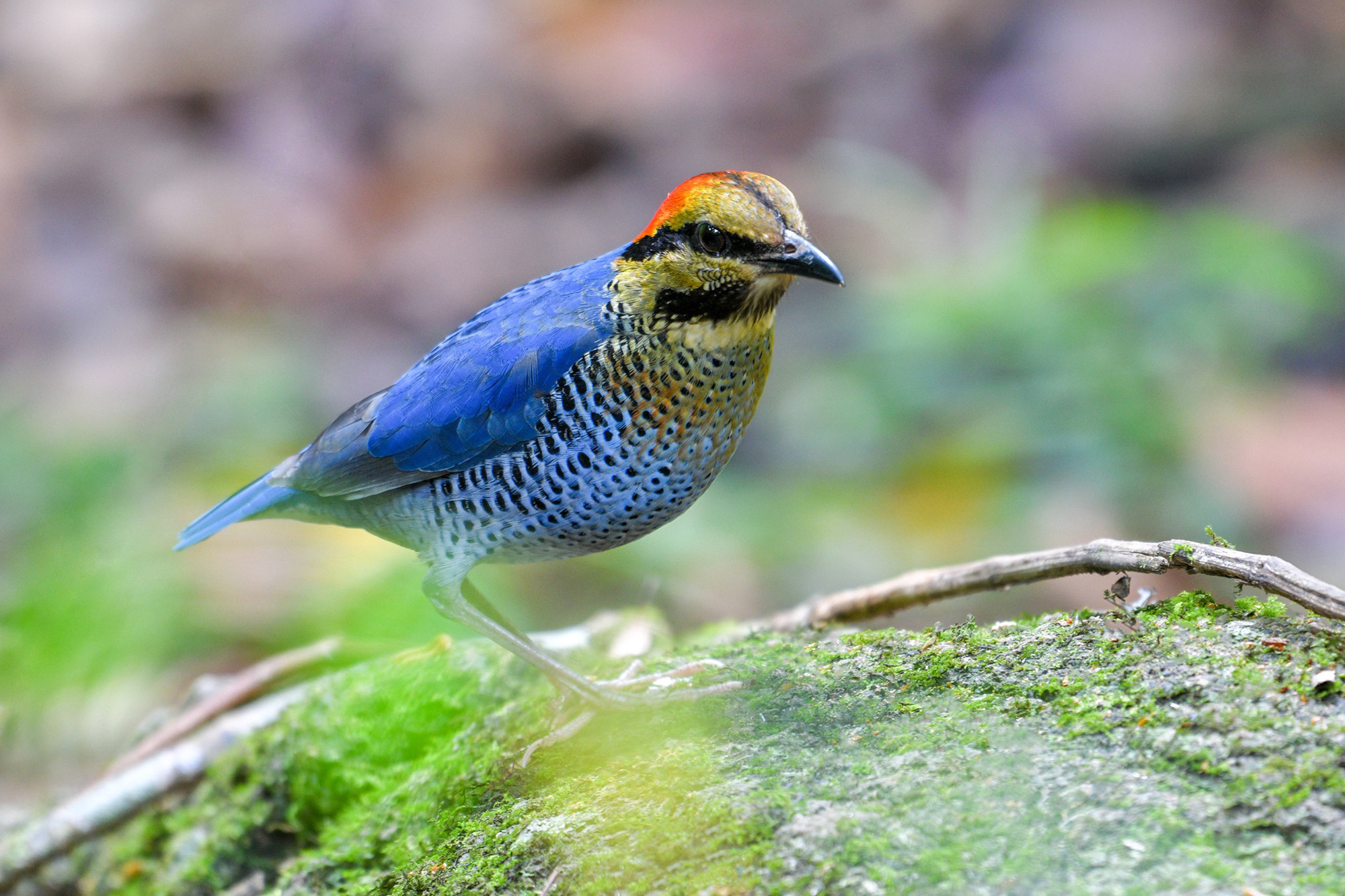 Vườn quốc gia là một trong những vùng chim quan trọng và đa dạng nhất của Việt Nam, với 326 loài thuộc 54 họ - Ảnh: VQG cung cấp