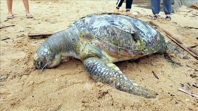 Dead sea turtle washed up on Front Beach - Vung Tau City - Photo: TTXVN