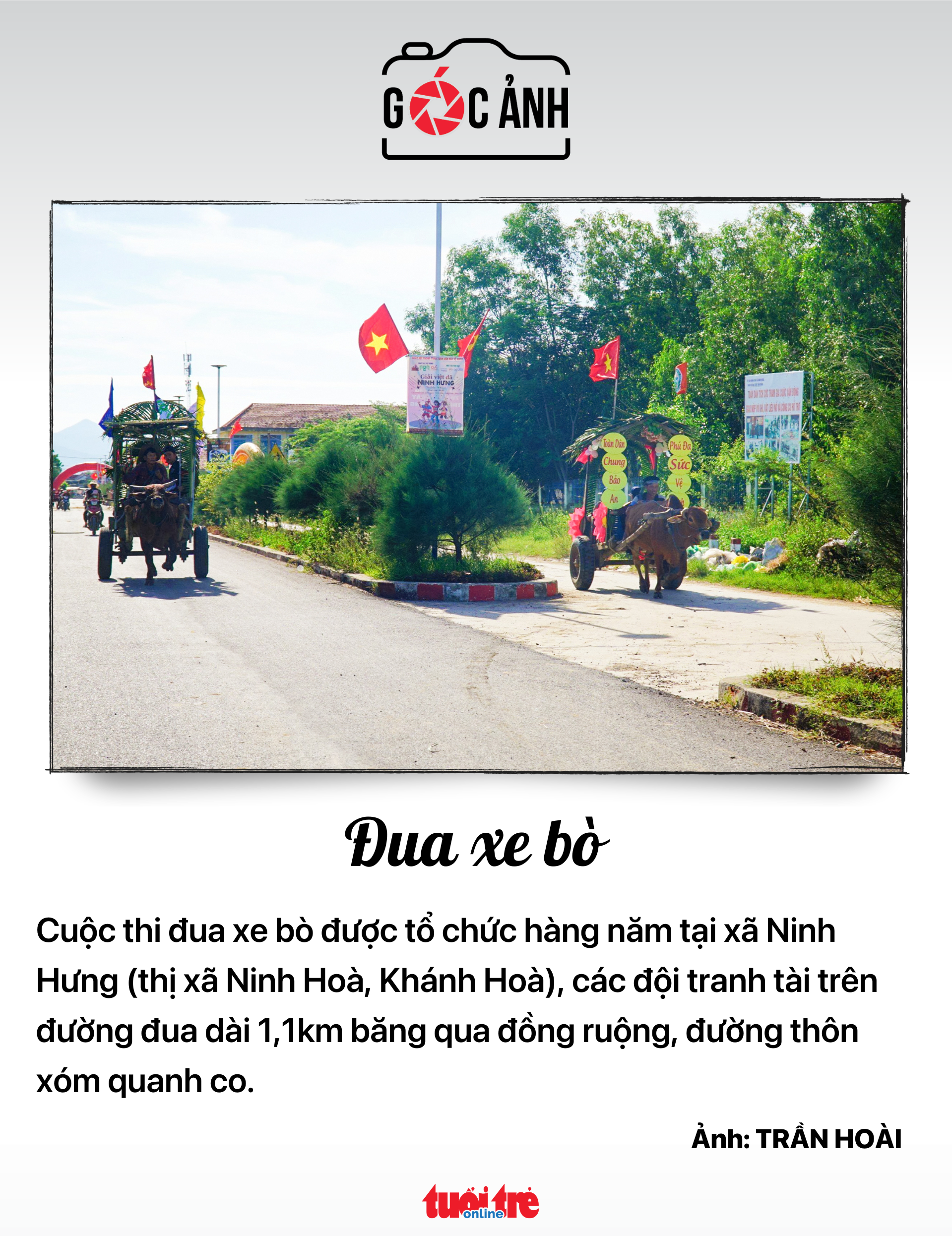 牛車レース - 写真: TRAN HOAI 牛車レース - 写真: TRAN HOAI