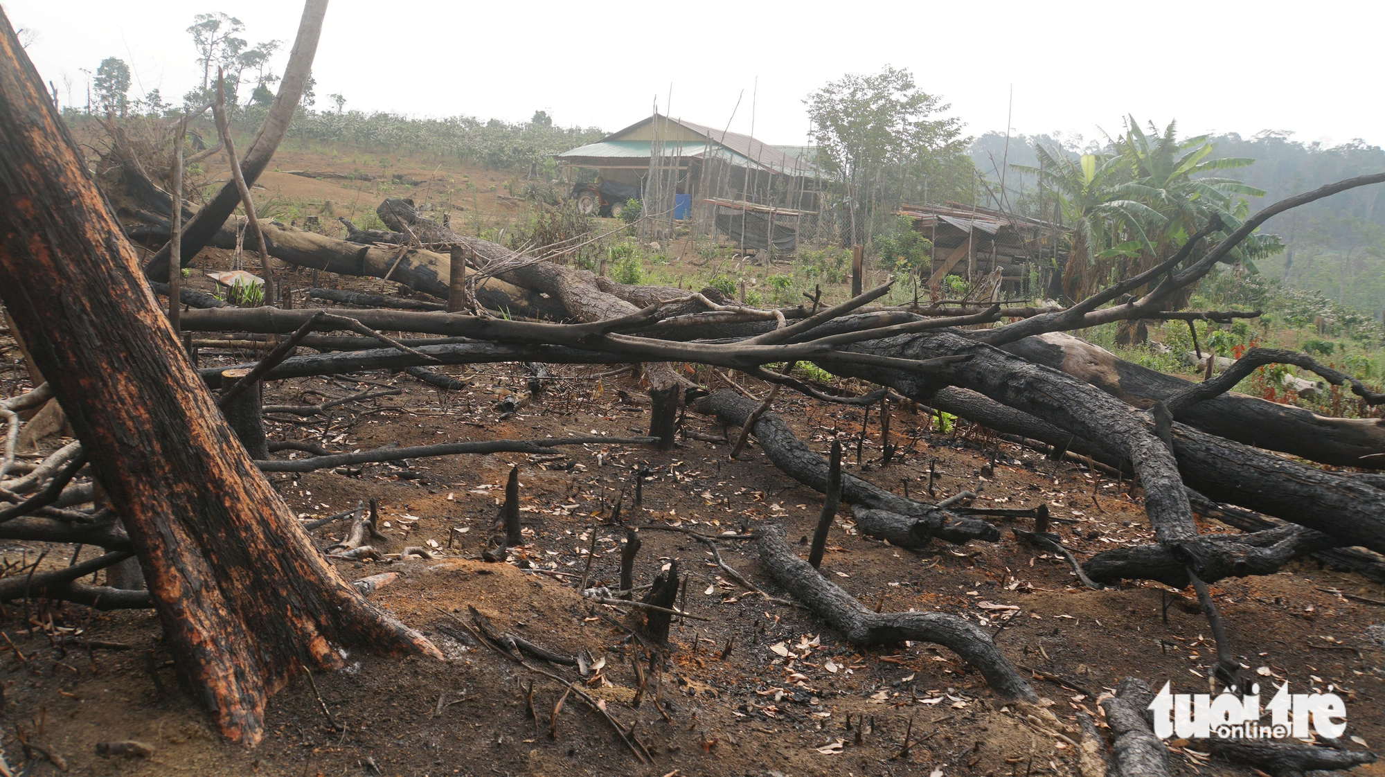 Hàng ngàn hecta rừng bị phá, hàng trăm căn nhà trái phép trên đất lâm trường nhưng Công ty Lâm nghiệp Nam Tây Nguyên chưa xử lý dứt điểm - Ảnh: ĐỨC LẬP