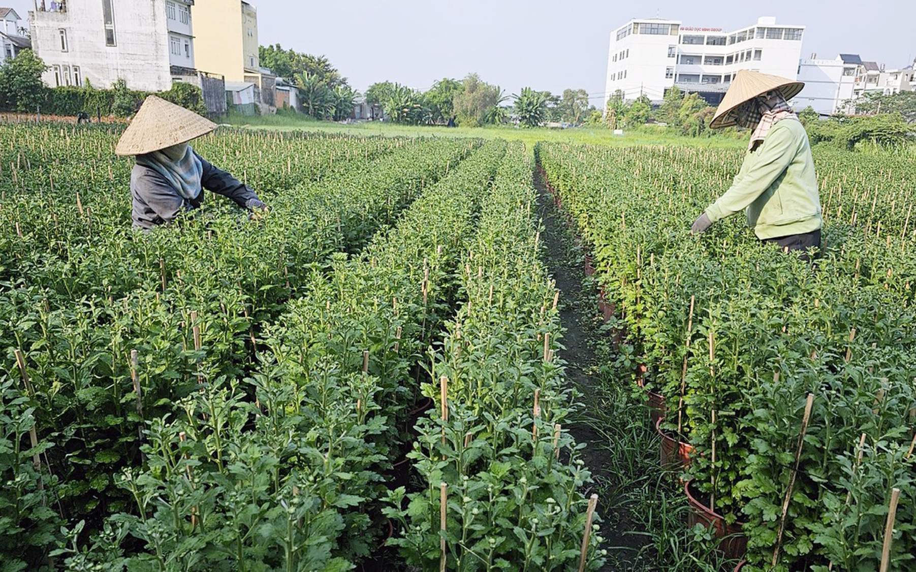 30 tỉnh thành công bố lịch nghỉ Tết cho học sinh, có nơi đến 29 Tết mới nghỉ- Ảnh 2. TP.HCM: Hoa Tết ít hơn, giá không tăng nhưng chưa thấy người mua