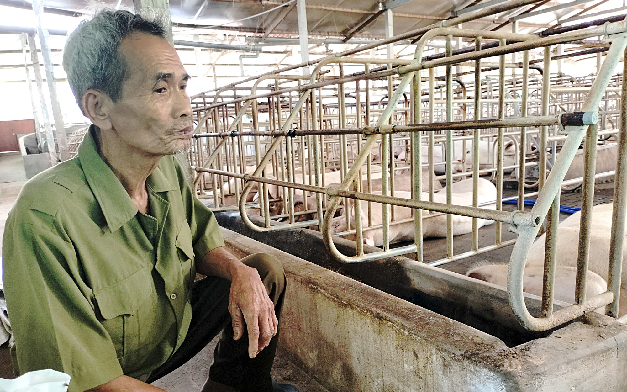 Kích hoạt hệ thống chống dịch tả heo châu Phi tự động- Ảnh 2. Người chăn nuôi khổ vì dịch tả heo châu Phi