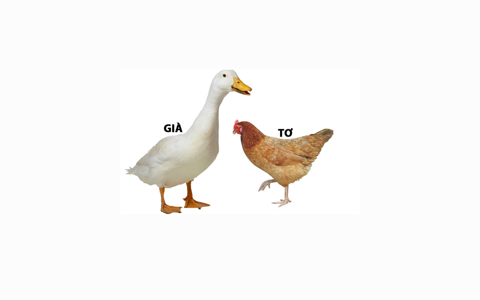 Câu tục ngữ, thành ngữ "khó nhằn" này là gì? (P40)