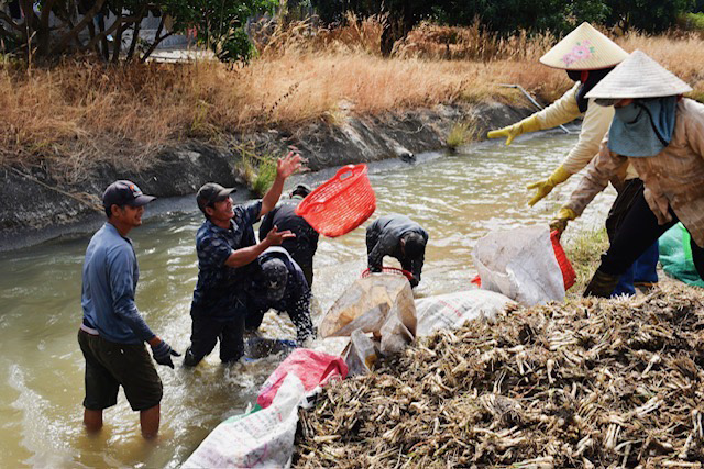 Người dân ngâm mình dưới nước để rửa kiệu trước khi bán kiệu tươi cho thương lái - Ảnh: TRẦN HOÀI