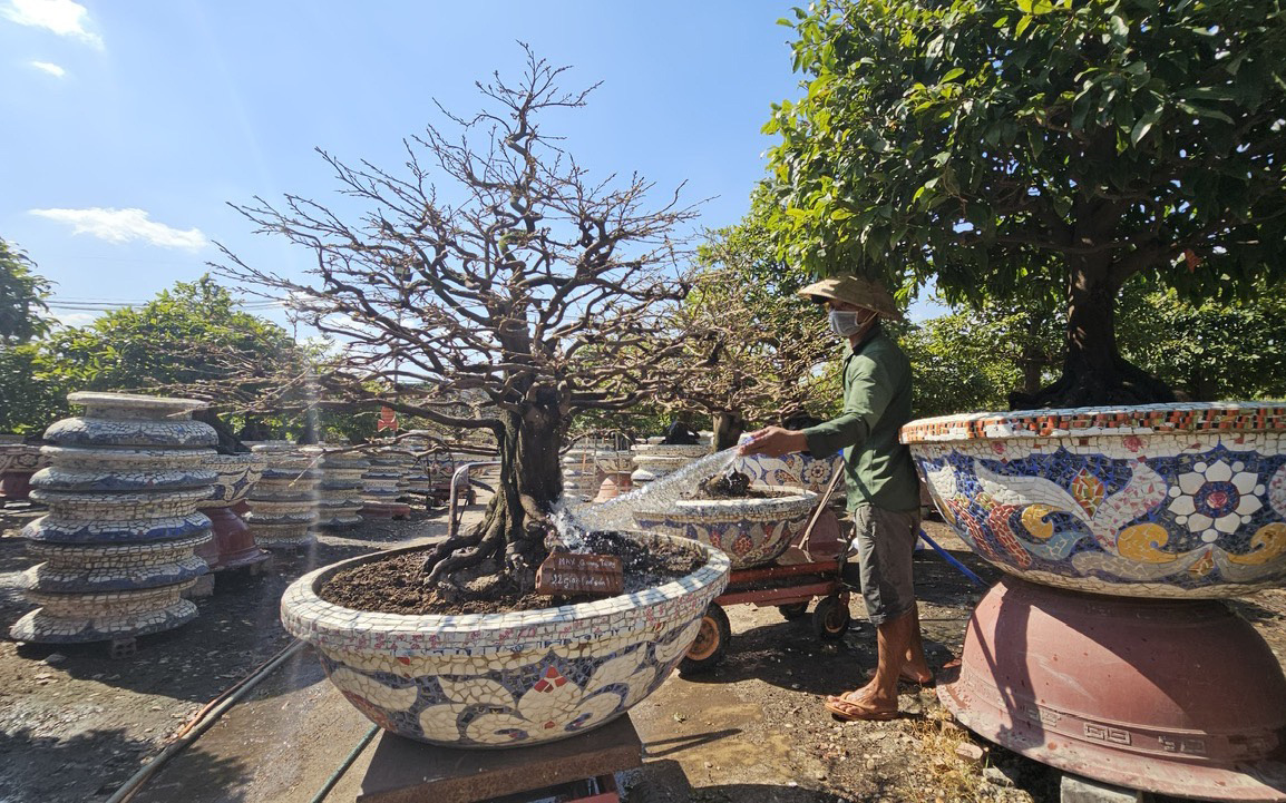 Thời tiết hôm nay 28-1: Bắc Bộ lại đón thêm không khí lạnh, Bình Thuận tới Cà Mau nắng nóng- Ảnh 2. Nhà vườn trồng mai lo sức mua, lo cả thời tiết