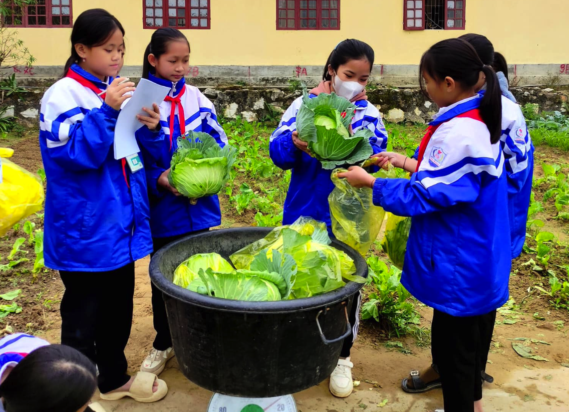 Mướt mắt vườn rau xanh học trò miền núi trồng gây quỹ giúp bạn