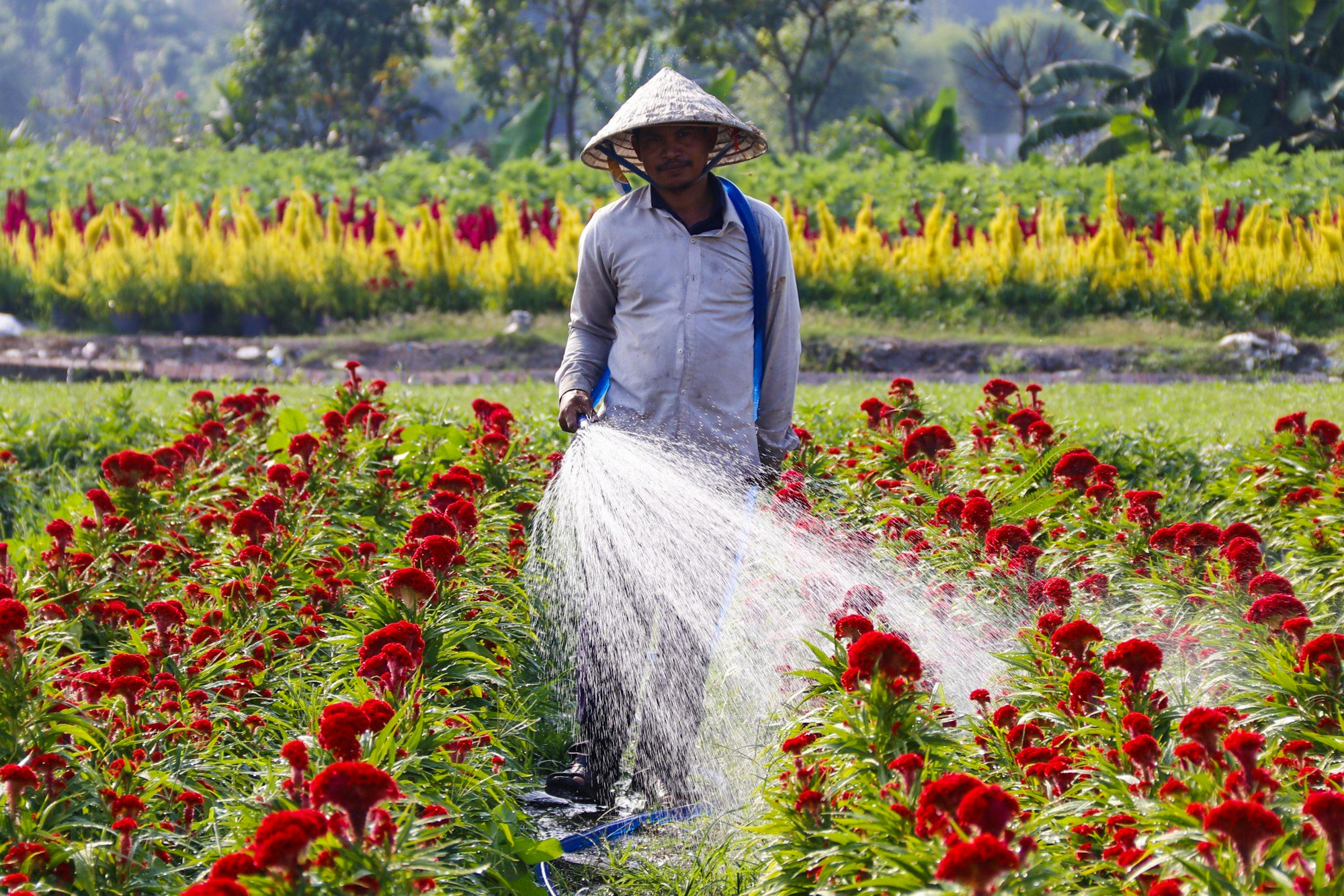 TP.HCM biến bãi rác, dự án