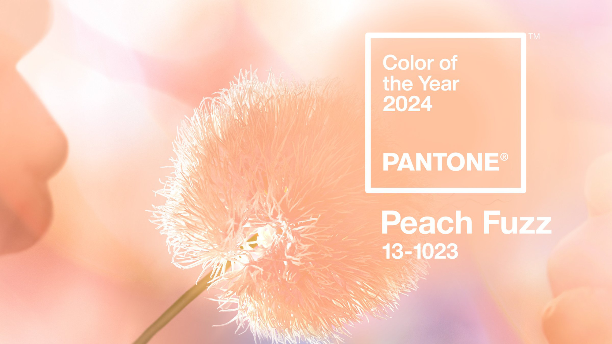 Pantone nghĩ gì khi chọn Peach Fuzz làm màu của năm? Tuổi Trẻ Online