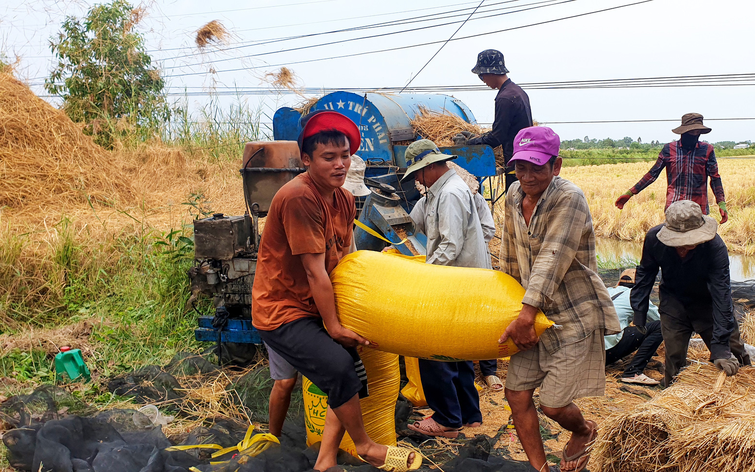 Đơn hàng gạo xuất sang Indonesia giúp giữ ổn giá lúa- Ảnh 2. Giá lúa gạo quay đầu giảm mạnh cận Tết, doanh nghiệp nói còn giảm tiếp