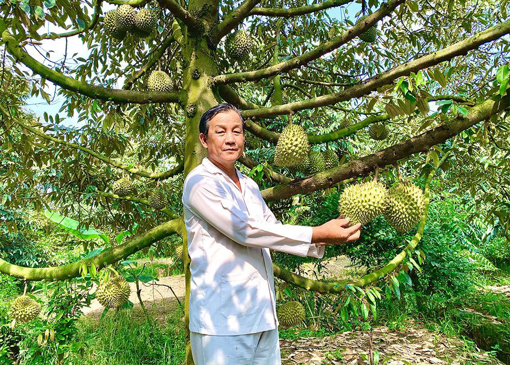 Nông dân Võ Văn Em với mô hình sầu riêng hữu cơ, thu nhập hơn 1 tỉ đồng/năm - Ảnh: BẢO DINH