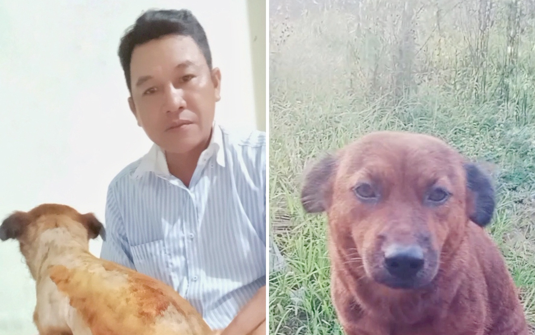 Ngộ nghĩnh, nghĩa tình thú cưng - Kỳ cuối: Giúp đỡ Catsky - 'đảo mèo' trên mái thượng- Ảnh 3. Ngộ nghĩnh, nghĩa tình thú cưng - Kỳ 3: Cô chó đang bị cạo lông được cứu mạng