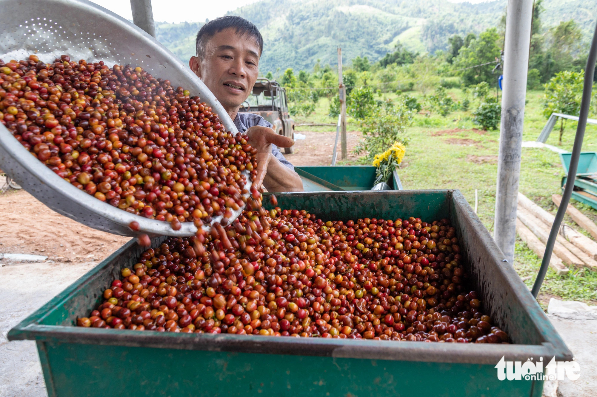 Trồng cà phê nông lâm, nông dân được hứa hẹn tăng 40% thu nhập - Ảnh 4.