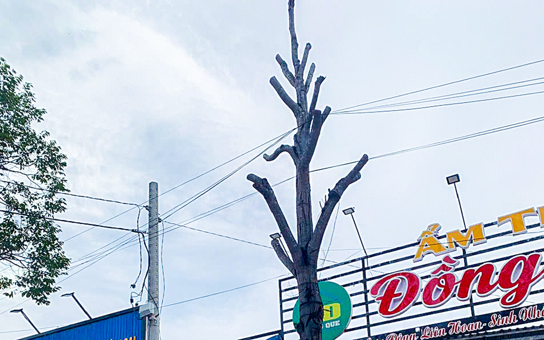 Nhiều giải pháp giúp Trà Vinh vừa giữ được cây xanh vừa mở rộng đường - Ảnh 3.