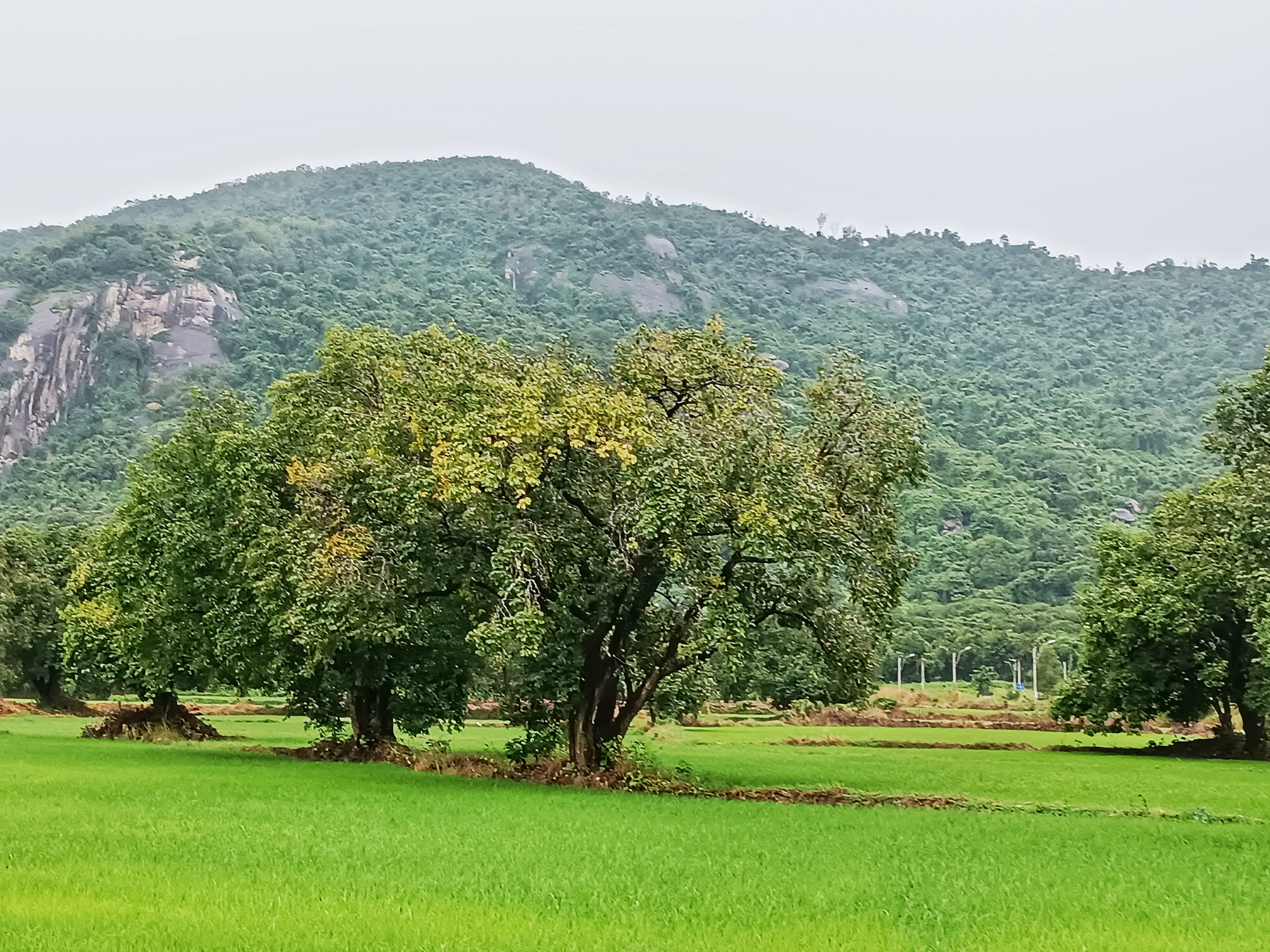 VỀ AN GIANG MÙA NƯỚC NỔI - Ảnh 6.