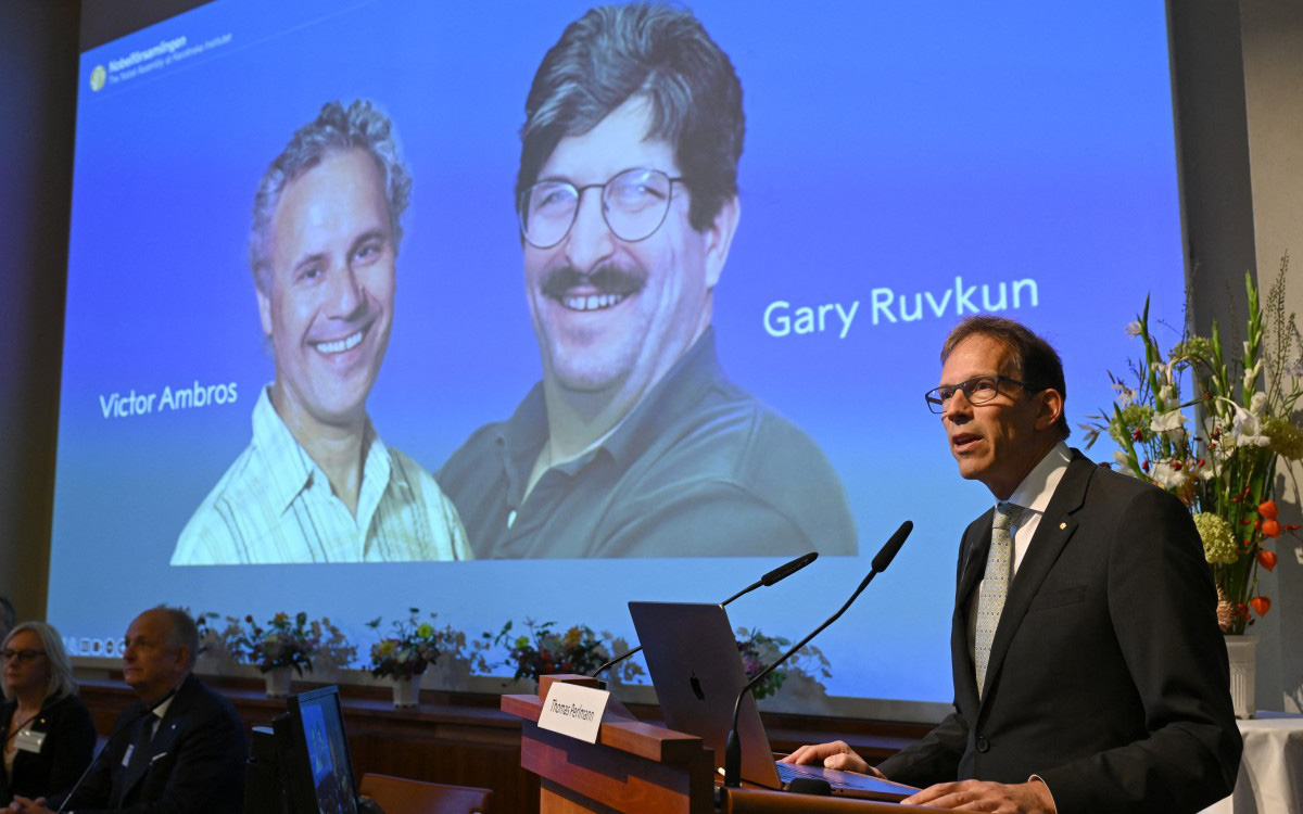 Nobel Y sinh 2024 vinh danh khám phá microRNA - Ảnh 2.