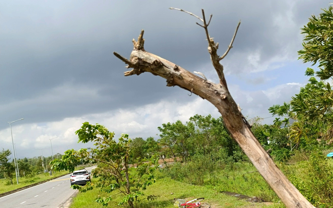 Nhiều giải pháp hay giúp Trà Vinh vừa giữ được cây xanh vừa phát triển hạ tầng giao thông - Ảnh 2.