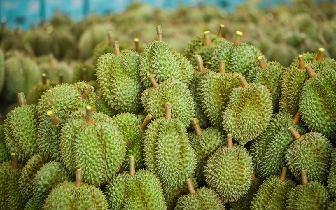 Thái Lan tiến đến chuyển đổi số ngành trồng sầu riêng - Ảnh 2.