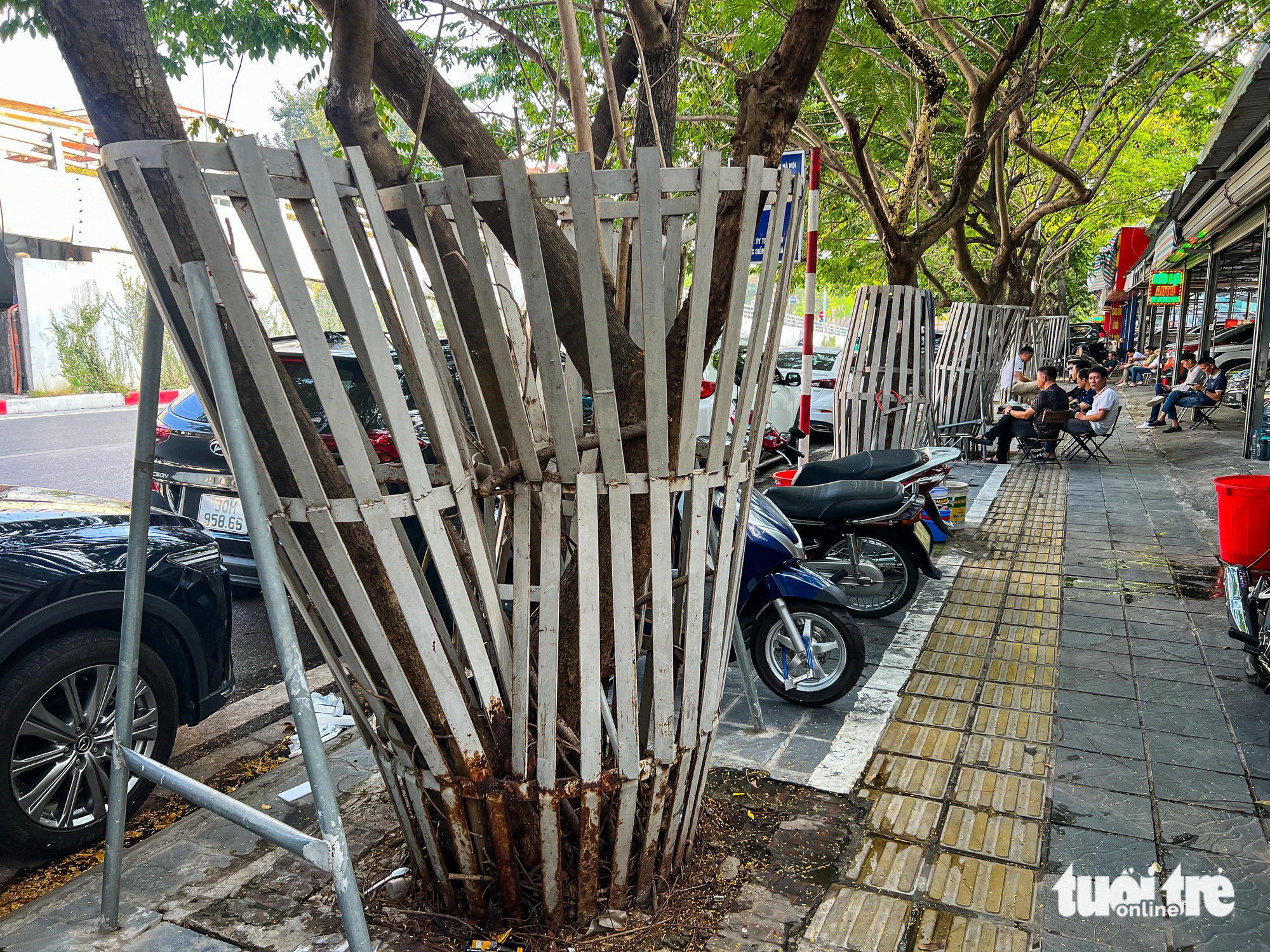 Xót xa hàng cây sưa đỏ quý hiếm ở Hà Nội đang bị 'bức tử' vì lồng sắt quây kín từ gốc đến cành - Ảnh 1.