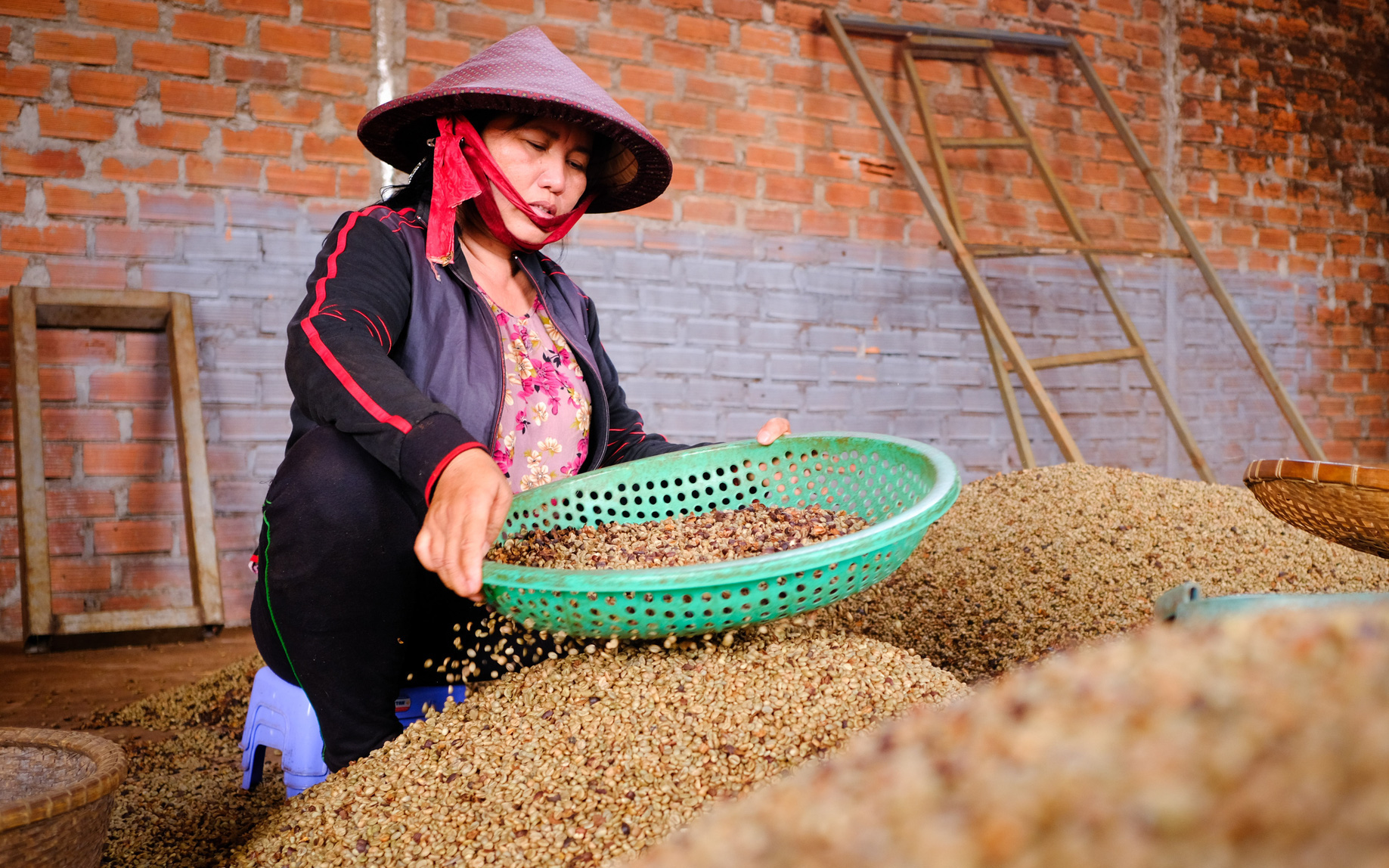 Lo ngại giá giảm, nông dân đua nhau bán cà phê tươi - Ảnh 2.