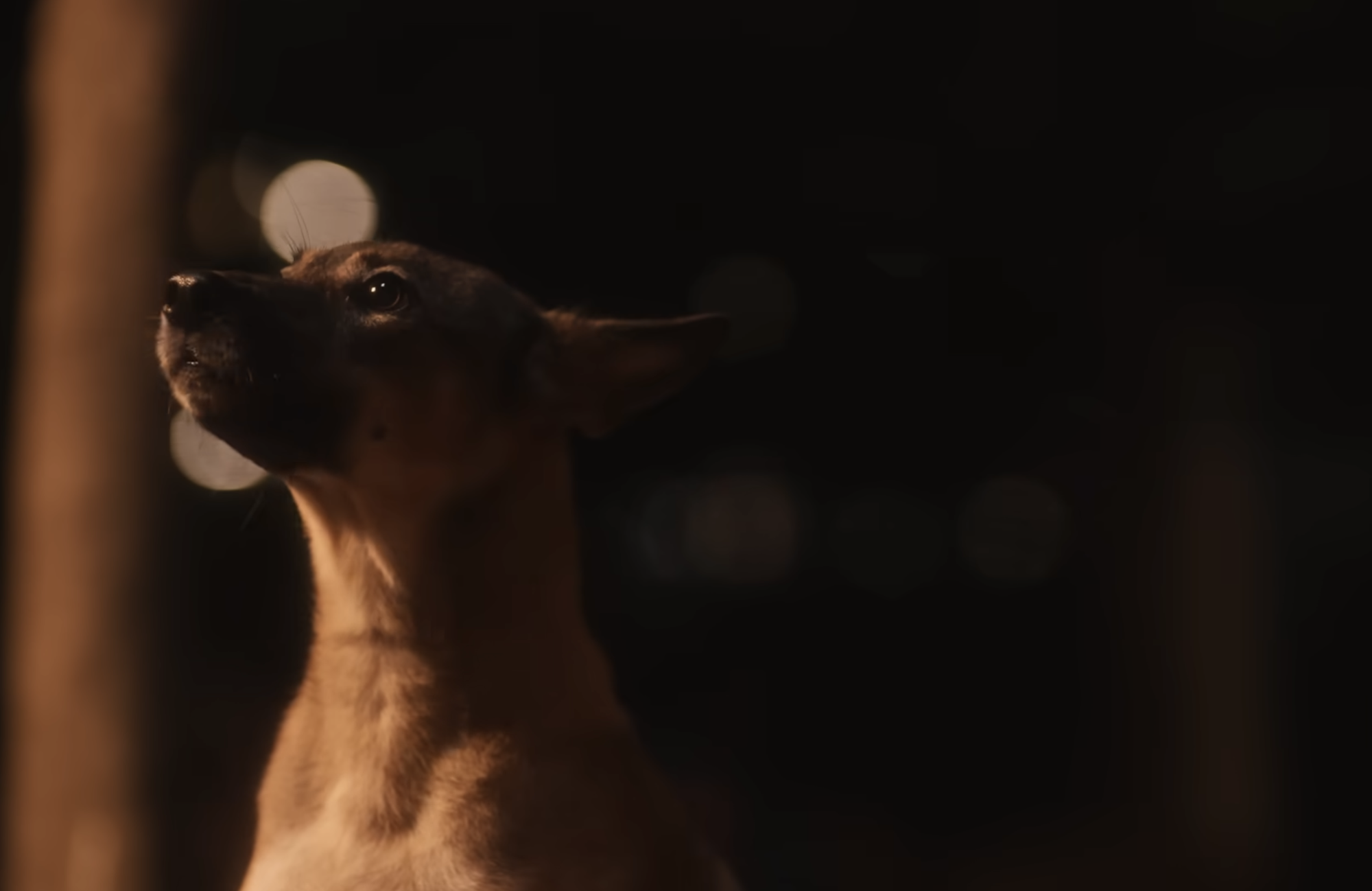 Cao Thai Son pede proteção animal e evita matança por meio da música - Foto 2. Cao Thái Sơn mở trại chó yêu thương để hóa giải bằng nước mắt - Ảnh 2.
