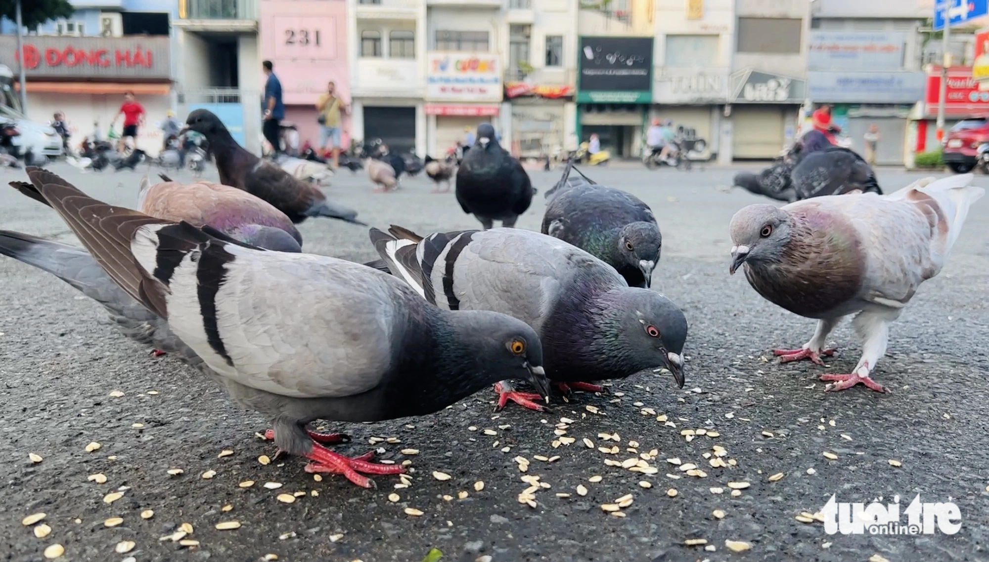 Hình ảnh đẹp nơi công viên: Anh bán vé số ngày nào cũng ba lần cho đàn bồ câu ăn - Ảnh 5.