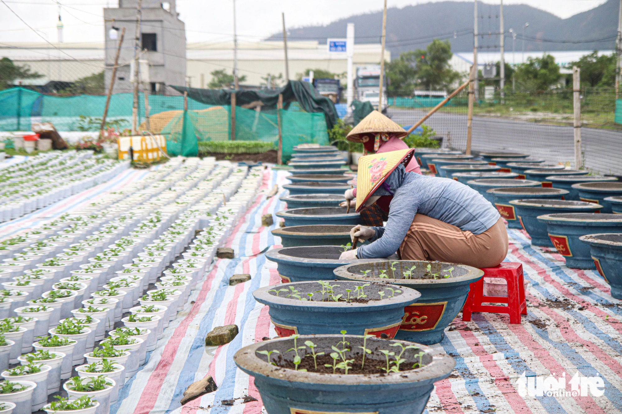 Mưa dài ngày, nhiều nhà vườn Đà Nẵng nhọc nhằn vụ hoa Tết - Ảnh 8.