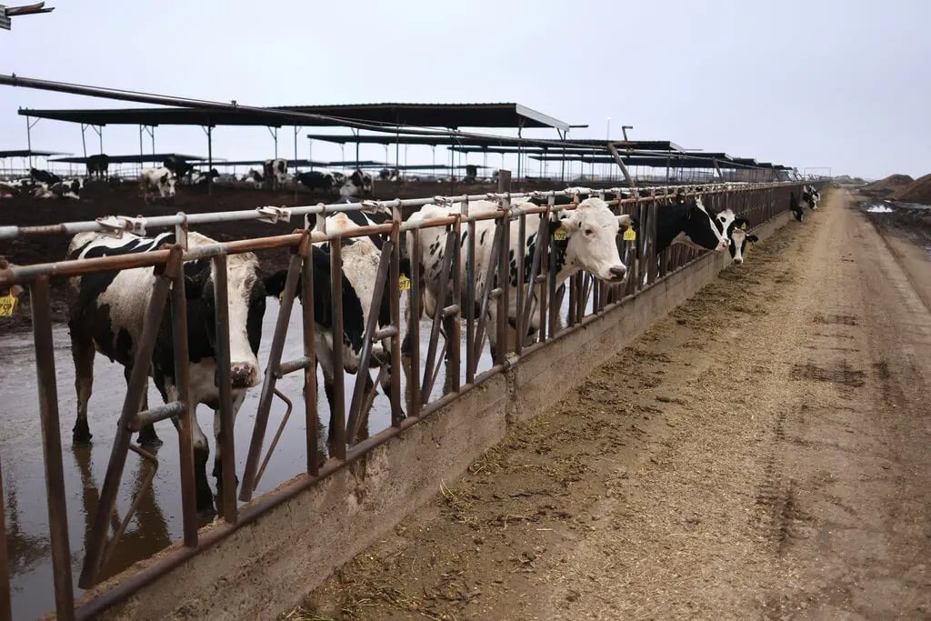 Cúm A/H5N1 đẩy giá trứng Mỹ lên mức kỷ lục lịch sử, tăng 150% - Ảnh 3.