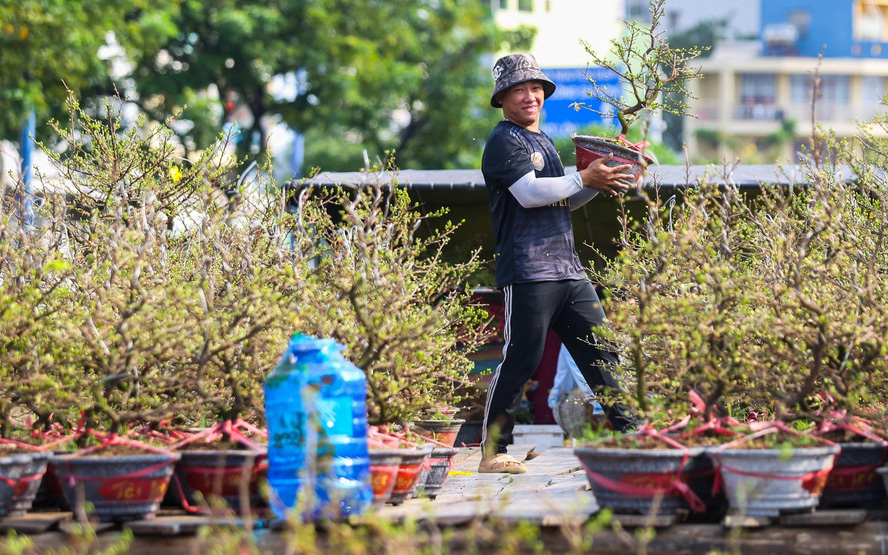 Gần 700 nhà vườn tham gia chợ hoa xuân Trên bến dưới thuyền 2025 - Ảnh 12.