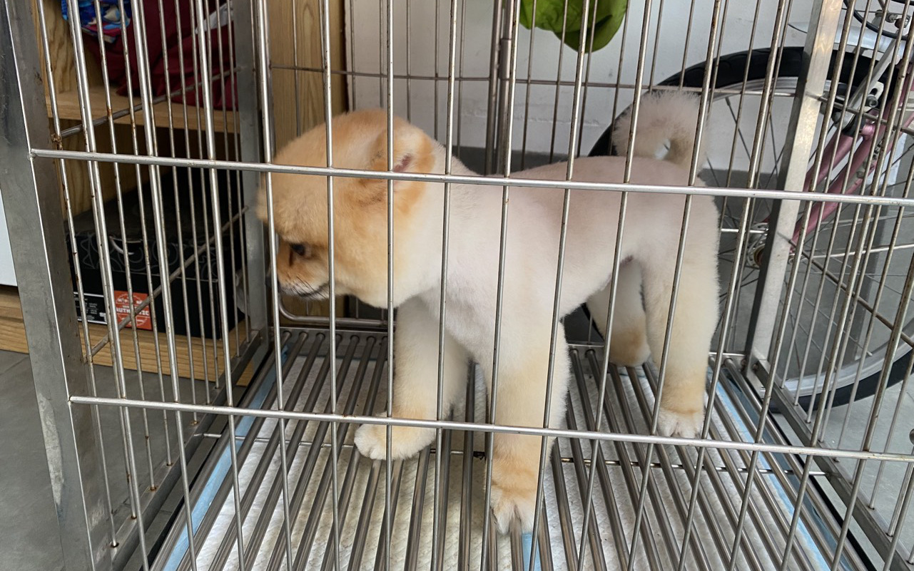2 người đàn ông tại Gia Lai bị chó dại cắn tử vong - Ảnh 2.