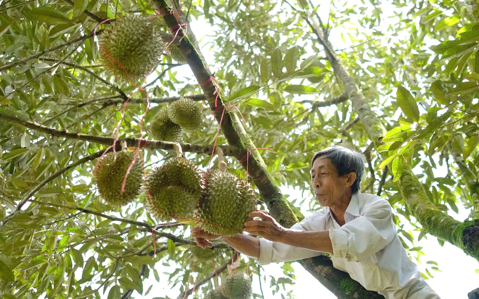 Trồng sầu riêng ở Lào mang về lãi cao cho Cao su Đắk Lắk - Ảnh 6.
