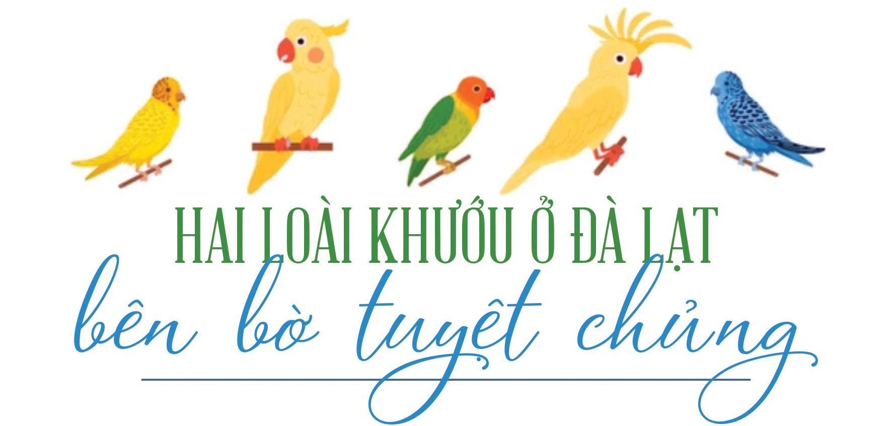 Trào lưu nuôi chim Aviary: Chính quyền ở đâu? - Ảnh 2.