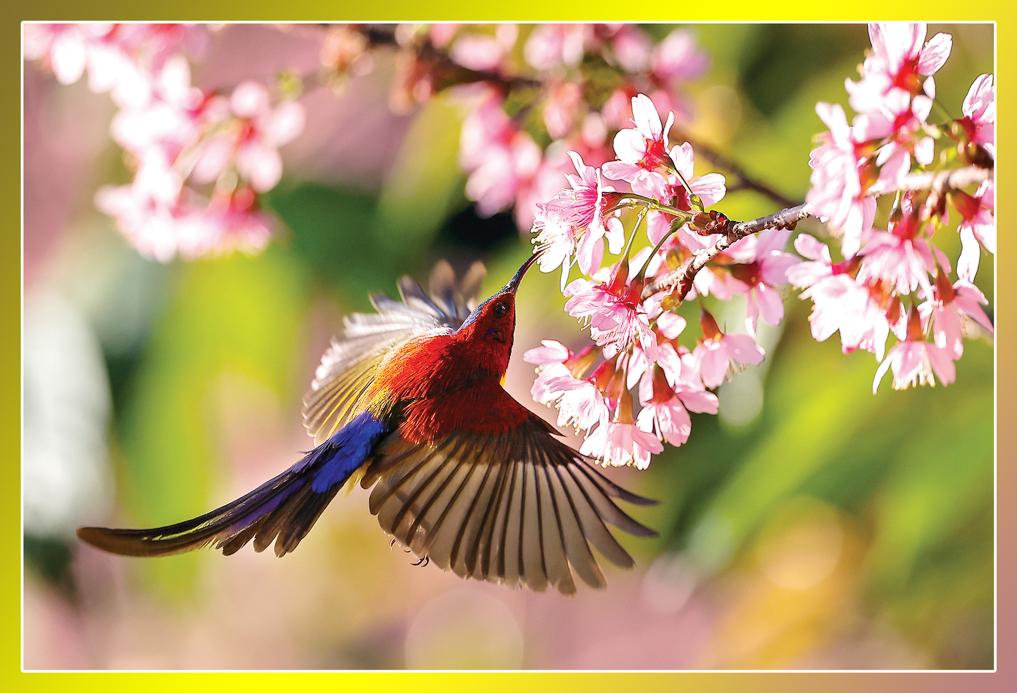 Trào lưu nuôi chim Aviary: Chính quyền ở đâu? - Ảnh 8.