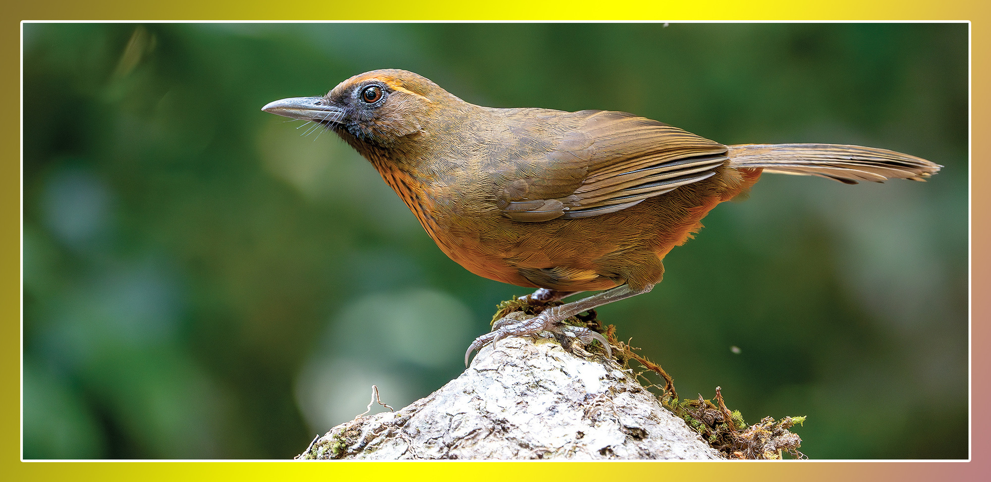 Trào lưu nuôi chim Aviary: Chính quyền ở đâu? - Ảnh 5.