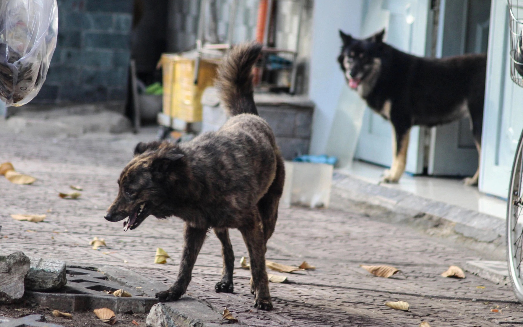 Buôn thịt chó, bị chó cắn rồi chết vì phát bệnh dại  - Ảnh 3.