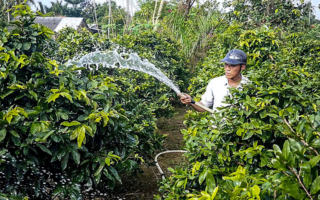 Thương lái đến vườn chốt giá, người trồng hoa miền Tây thở phào - Ảnh 1.