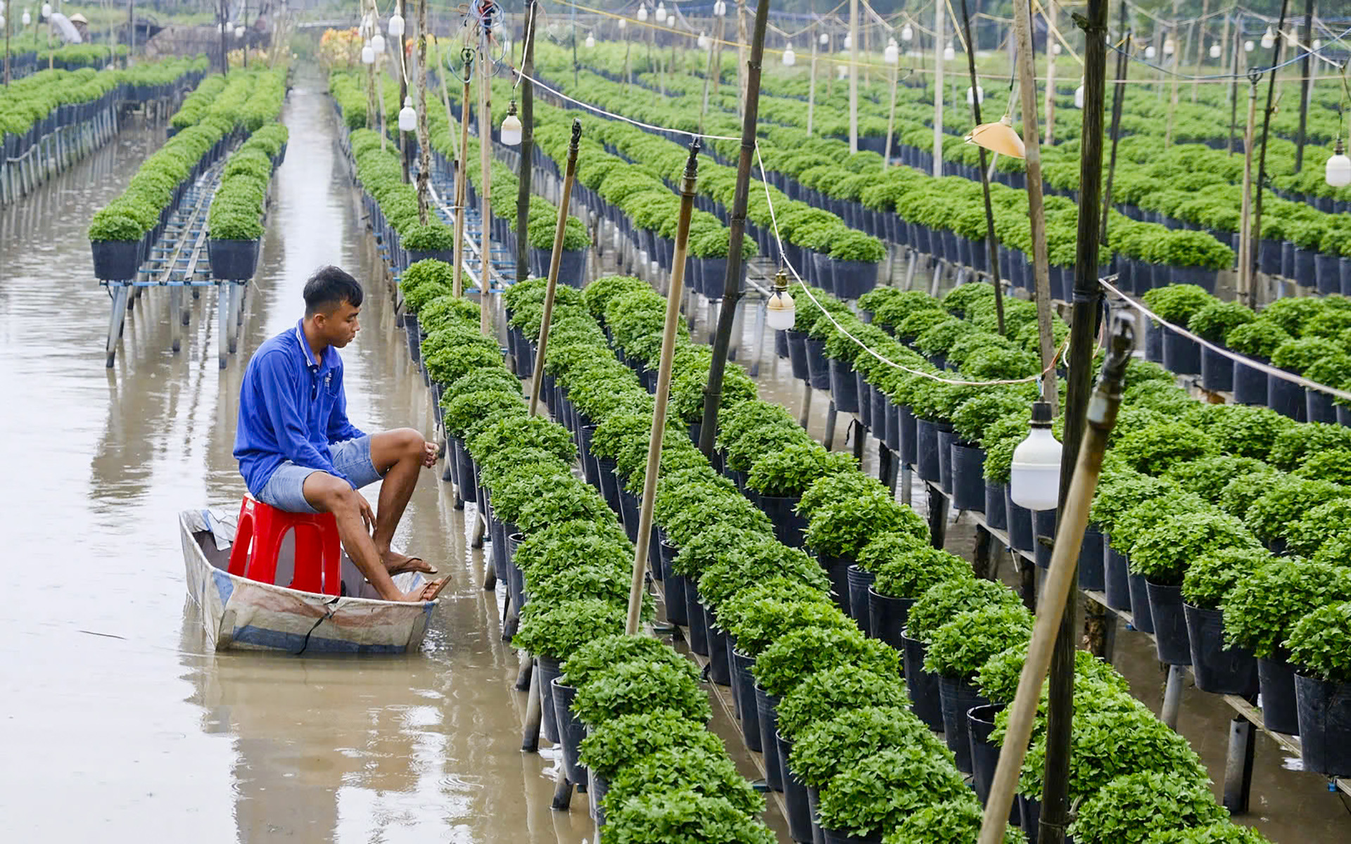 Hoa Tết có gì mới? - Ảnh 6.