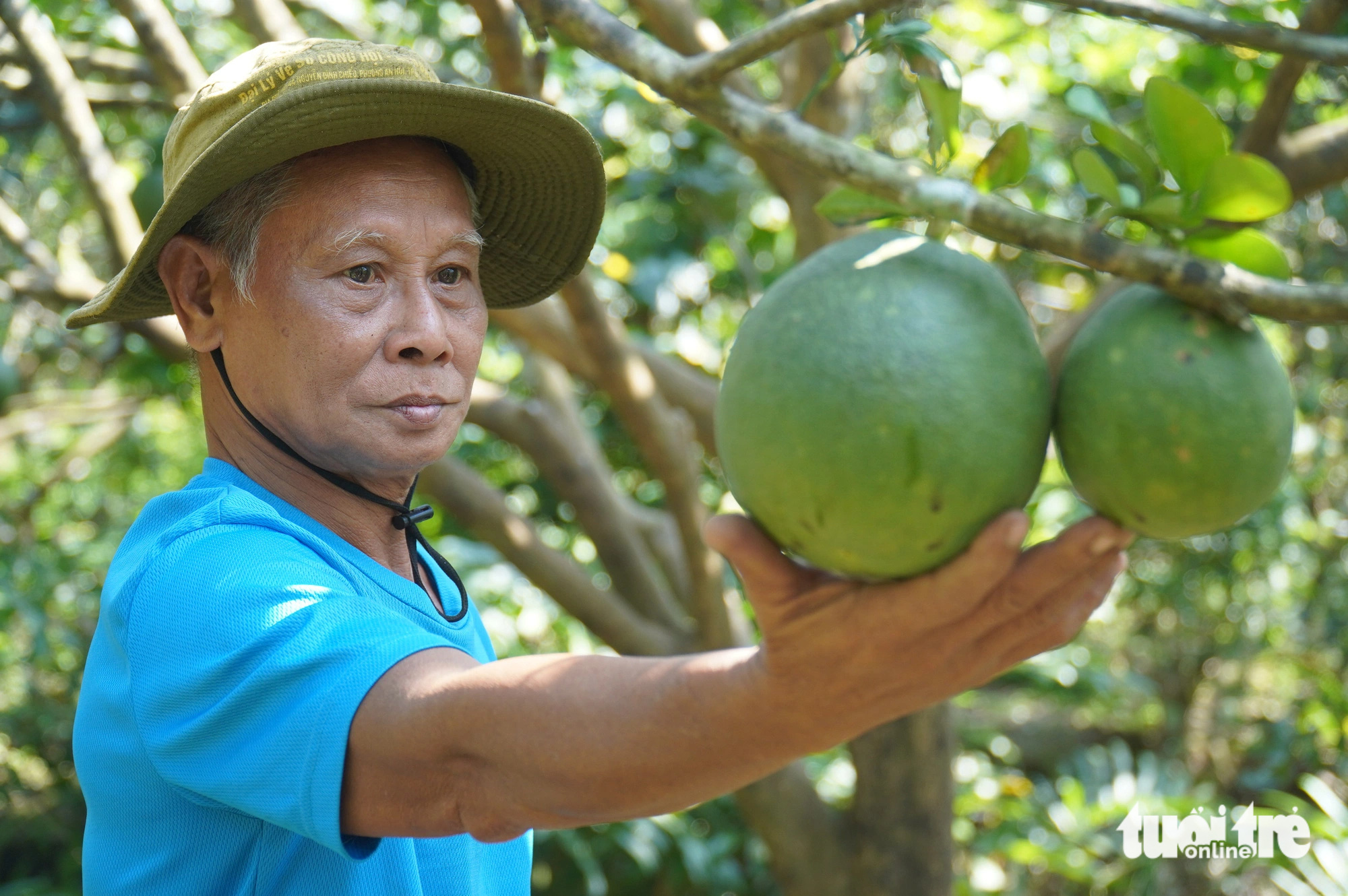 Mặn tăng nhanh bất ngờ, nhà vườn Bến Tre không kịp trở tay - Ảnh 3.