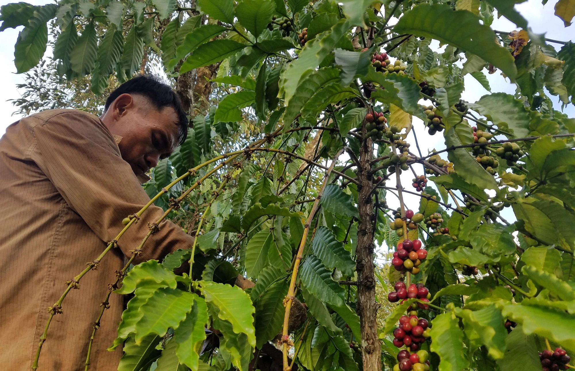 Giá cà phê có tăng lại sau khi quay đầu giảm sốc? - Ảnh 1.