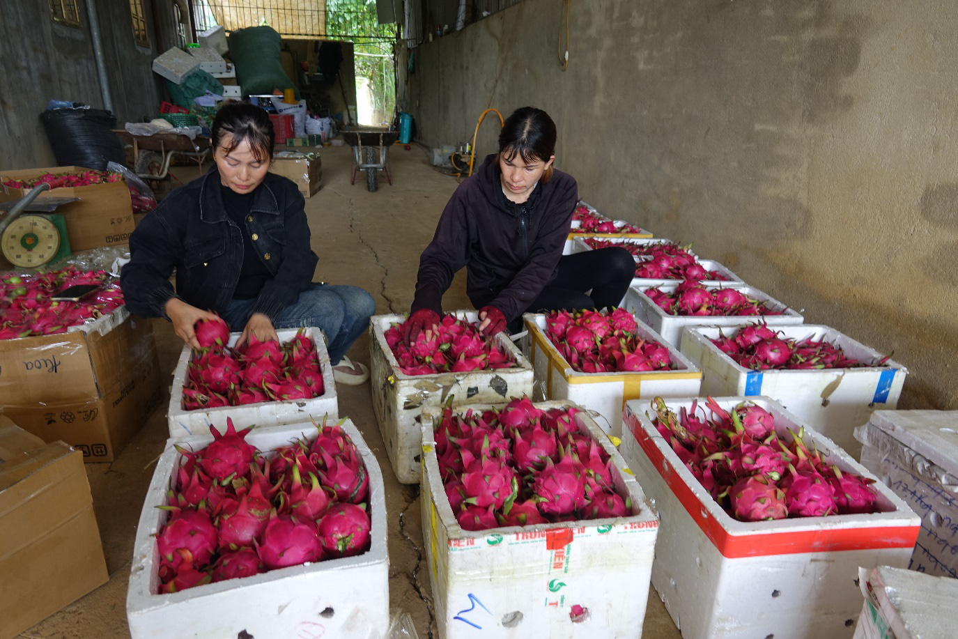 Mai Sơn vào vụ thu hoạch thanh long - Ảnh 5.