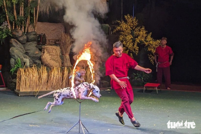 Màn trình diễn chó đốm bay qua vòng tròn lửa - Ảnh: LINH ĐOAN