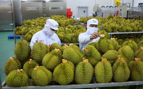 Chặn đường cưỡng đoạt tiền thương lái vì sầu riêng được giá- Ảnh 2. Giá sầu riêng chạm mốc 200.000 đồng/kg đầu năm, nhà vườn phấn khởi
