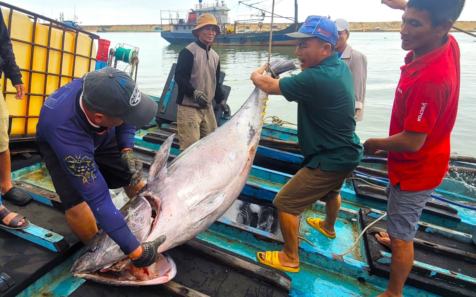 Ngư dân Kiên Giang xuất hành mong tàu đầy cá- Ảnh 3. Chuyến biển xuyên Tết, ngư dân Phú Yên trúng cá ngừ đại dương gần 100kg