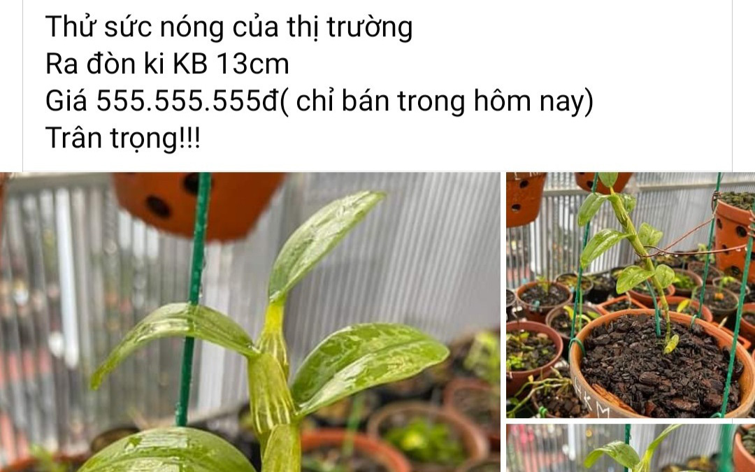 Lan đột biến sốt trở lại, chỉ là trò lùa gà lần cuối- Ảnh 4. Lan đột biến sốt giá trở lại?