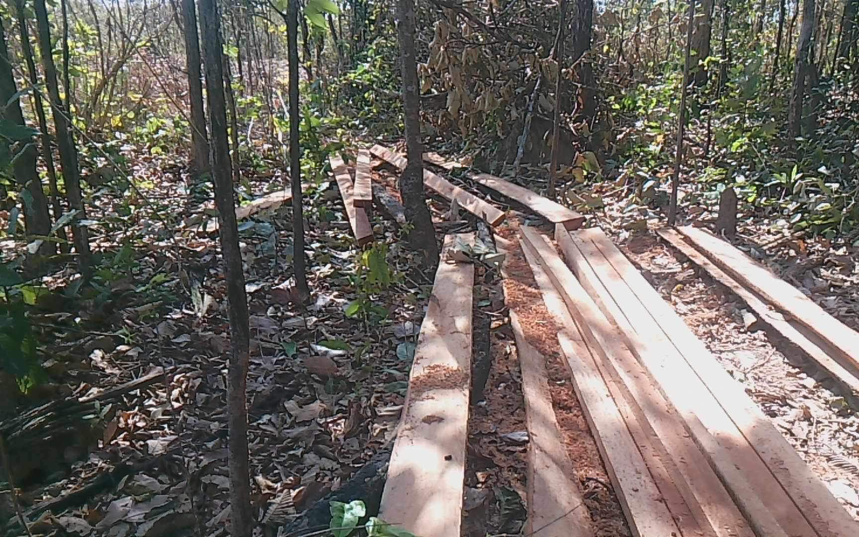 Cảnh cáo giám đốc công ty lâm nghiệp vì để phá rừng, gây thiệt hại hơn 200m³ gỗ- Ảnh 3. Điều tra, xử lý nhóm 30 người phá rừng vùng biên giới tỉnh Gia Lai đêm 30 Tết