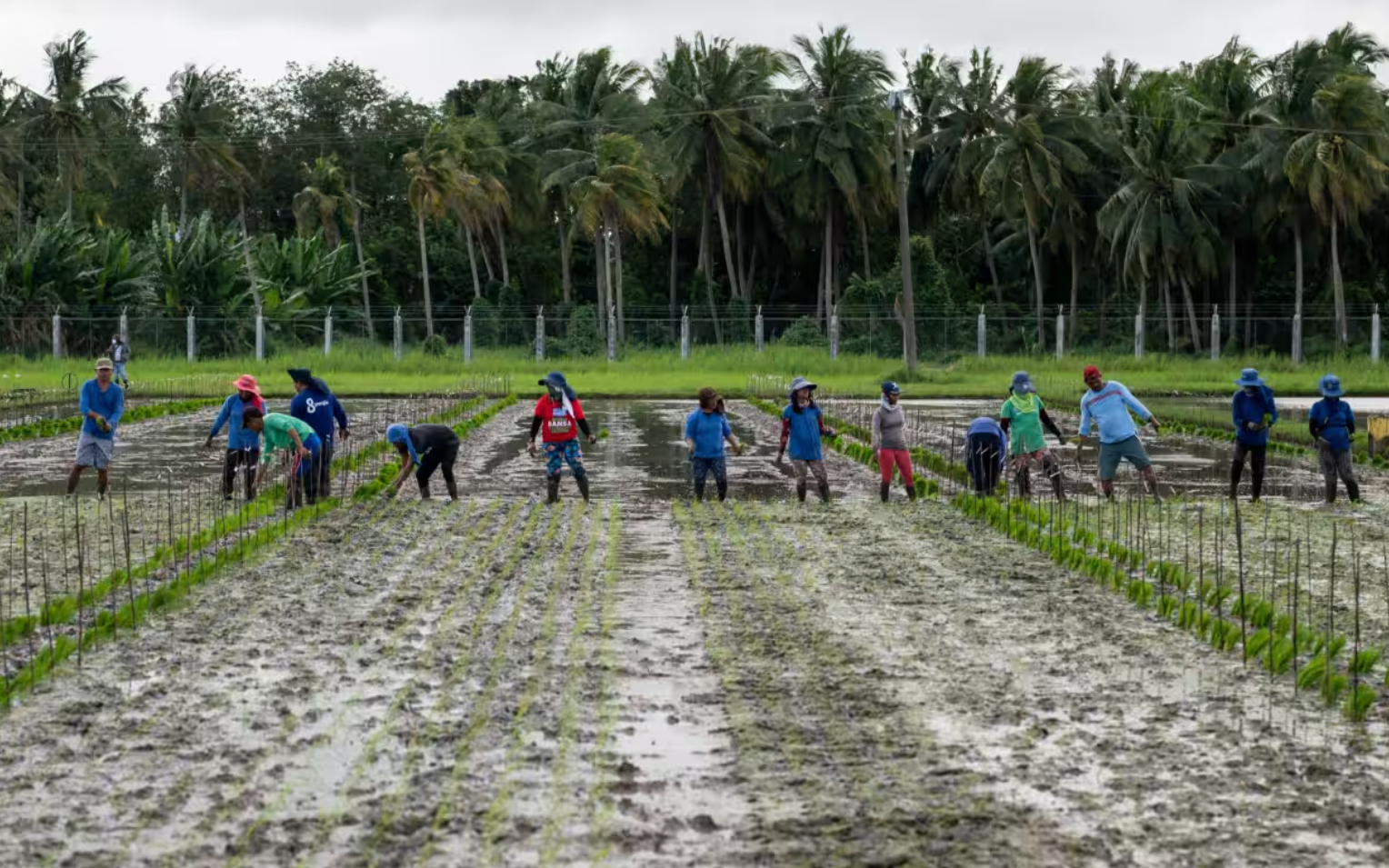 Philippines thông báo giảm thuế nhập khẩu gạo, Việt Nam hưởng lợi lớn- Ảnh 2. Giá gạo tăng cao nhất trong gần 15 năm, Philippines nhập 1 triệu tấn gạo từ Việt Nam mỗi năm