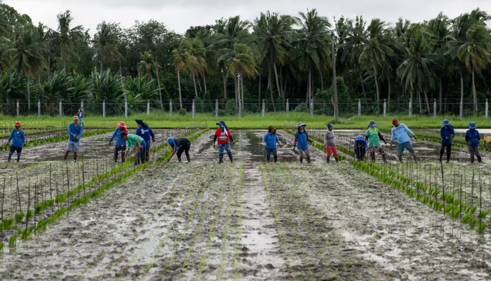 Nông dân trồng lúa giống tại tỉnh tỉnh Laguna, Philippines năm 2023 - Ảnh: REUTERS