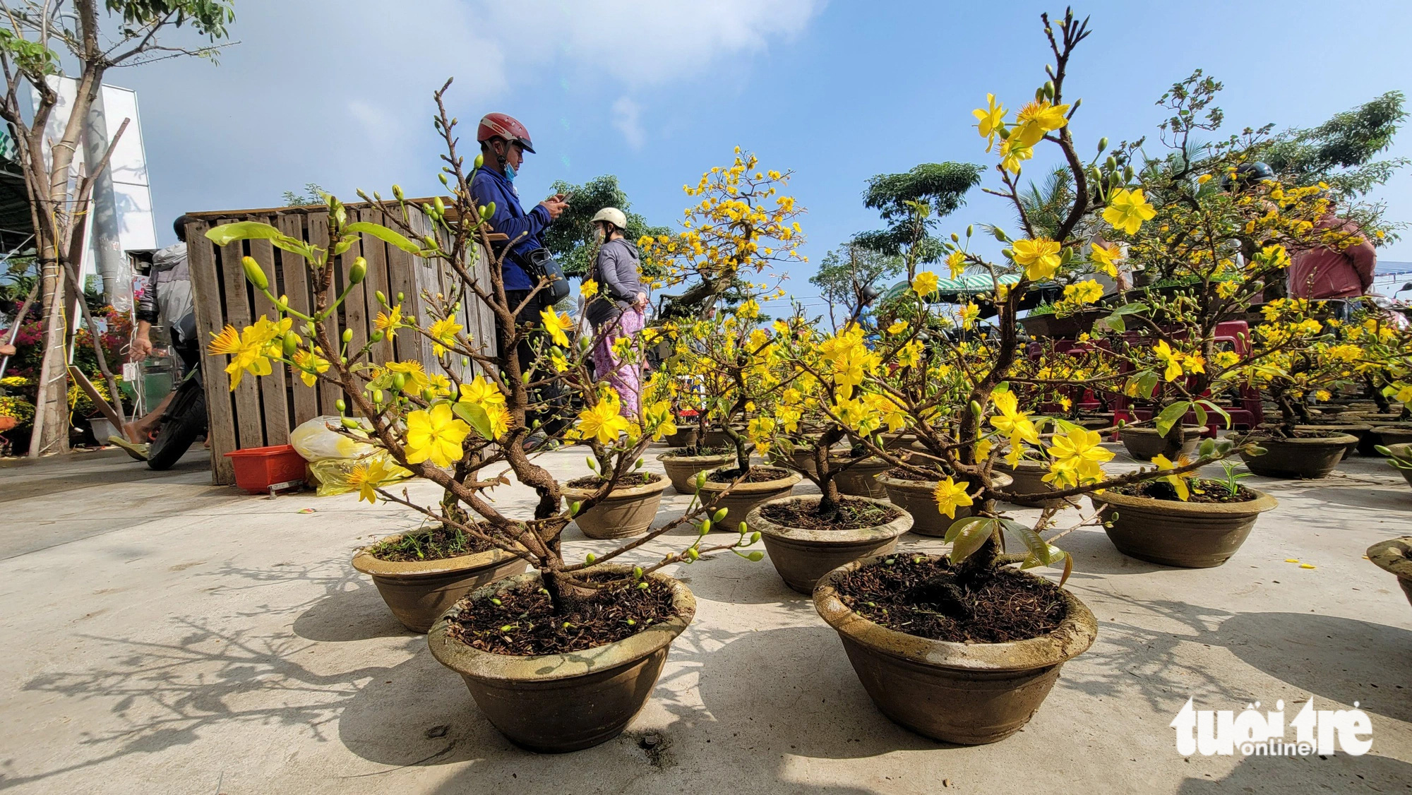 Mai vàng mini, bonsai linh vật rồng cực hút khách - Tuổi Trẻ Online