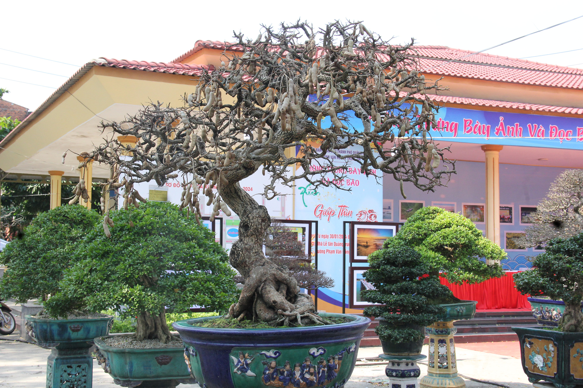Một cây me trĩu quả dịp Tết - Ảnh: TRẦN MAI