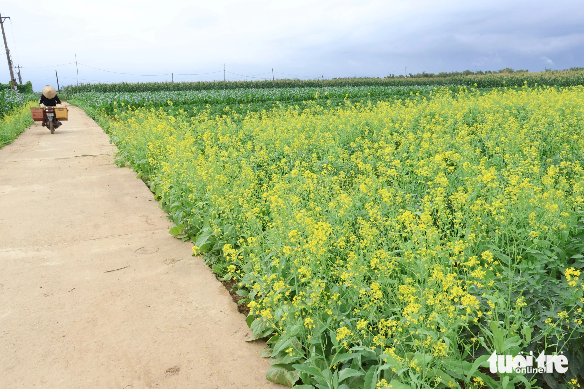 Bãi bồi, ruộng rau ven sông Vu Gia ngày cận Tết đẹp như tranh - Tuổi ...