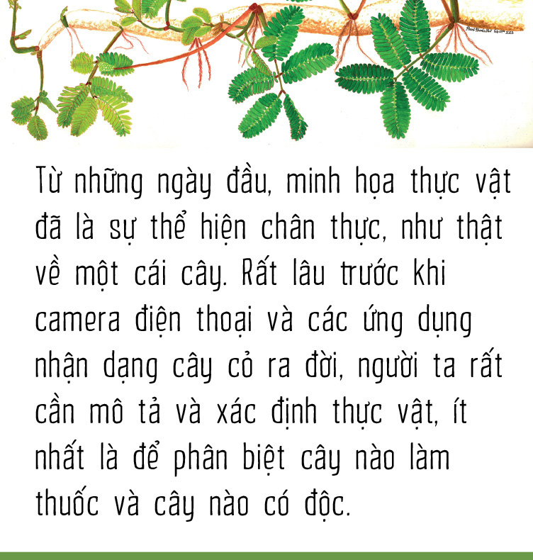 Minh họa thực vật: Tìm cái đẹp trong cái thật - Ảnh 1.